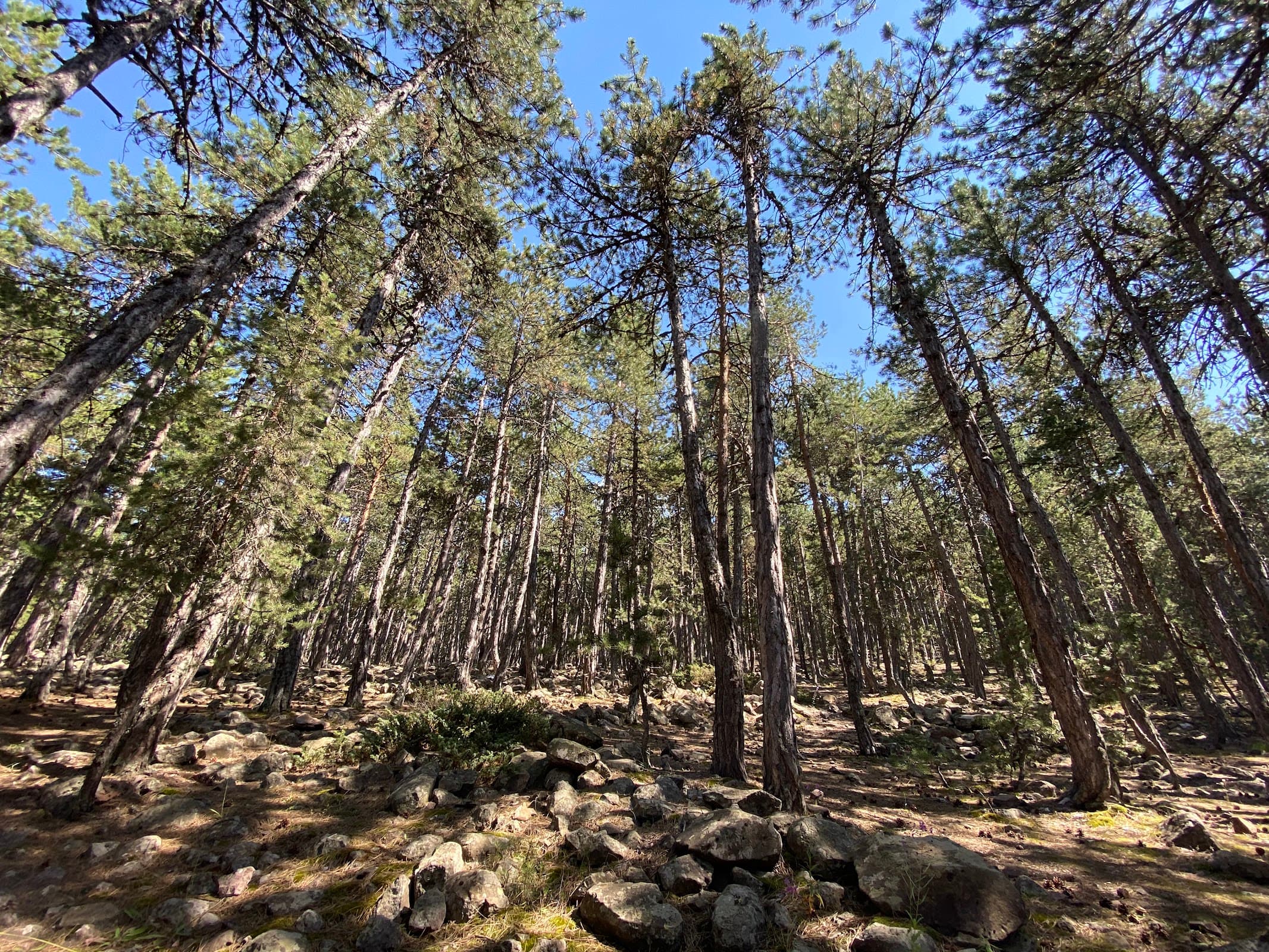Aluçdağı Tabiat Parkı – Çamlıdere, Ankara, görsel 3