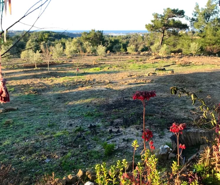 Orman camping