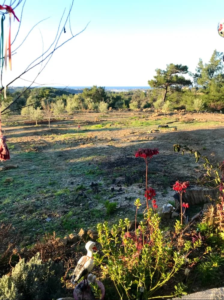 Orman camping